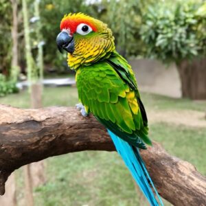 turquoise green cheeked conure